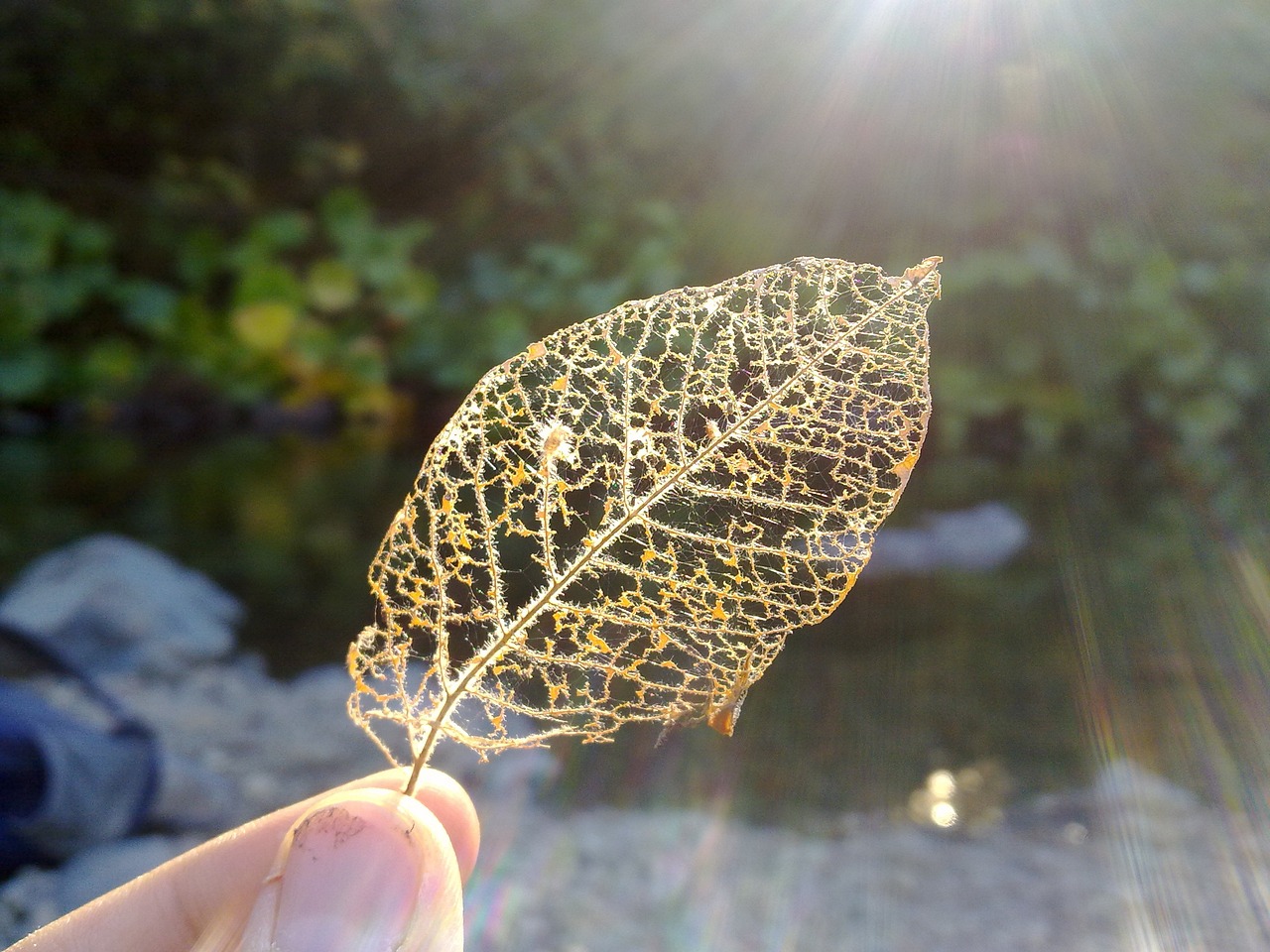 The Web of Life: Understanding the Interconnectivity of Species